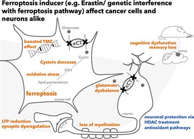 Genetic Profiles of Ferroptosis in Malignant Brain Tumors and Off-Target Effects of Ferroptosis Induction